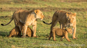 Marsh pride of lions, Maasai Mara National Reserve, Kenya, Panthera leo