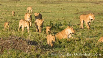 Marsh pride of lions, Maasai Mara National Reserve, Kenya, Panthera leo