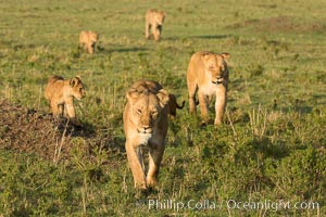 Marsh pride of lions, Maasai Mara National Reserve, Kenya, Panthera leo