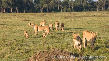 Marsh pride of lions, Maasai Mara National Reserve, Kenya, Panthera leo