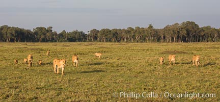 Marsh pride of lions, Maasai Mara National Reserve, Kenya, Panthera leo