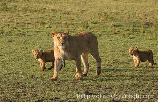 Marsh pride of lions, Maasai Mara National Reserve, Kenya, Panthera leo