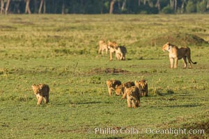 Marsh pride of lions, Maasai Mara National Reserve, Kenya, Panthera leo