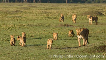 Marsh pride of lions, Maasai Mara National Reserve, Kenya, Panthera leo