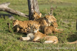 Marsh pride of lions, Maasai Mara National Reserve, Kenya, Panthera leo