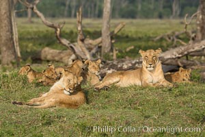 Marsh pride of lions, Maasai Mara National Reserve, Kenya, Panthera leo