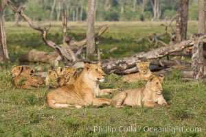 Marsh pride of lions, Maasai Mara National Reserve, Kenya, Panthera leo