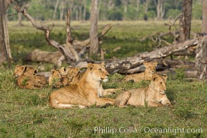 Marsh pride of lions, Maasai Mara National Reserve, Kenya, Panthera leo