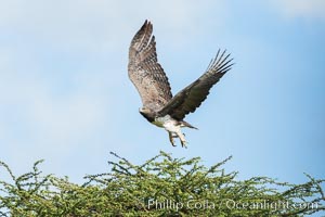 Marshall eagle, Meru National Park, Kenya, Polemaetus bellicosus