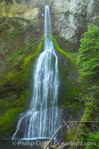 Marymere Falls drops 90 feet through an old-growth forest of Douglas firs, near Lake Crescent, Olympic National Park, Washington