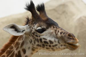 Masai giraffe, Giraffa camelopardalis tippelskirchi
