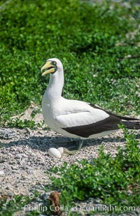 Masked booby, Rose Atoll National Wildlife Refuge, Sula dactylatra, Rose Atoll National Wildlife Sanctuary