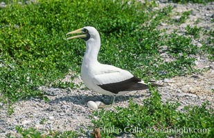 Masked booby, Rose Atoll National Wildlife Refuge, Sula dactylatra, Rose Atoll National Wildlife Sanctuary