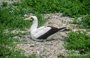 Masked booby, Rose Atoll National Wildlife Refuge, Sula dactylatra, Rose Atoll National Wildlife Sanctuary