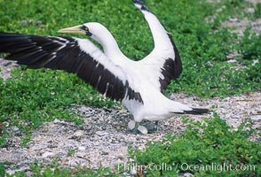 Masked booby, Rose Atoll National Wildlife Refuge, Sula dactylatra, Rose Atoll National Wildlife Sanctuary