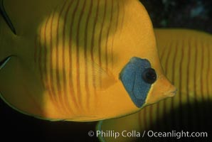 Masked butterflyfish, Chaetodon semilarvatus, Egyptian Red Sea