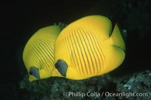 Masked butterflyfish, Chaetodon semilarvatus, Egyptian Red Sea