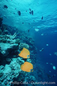 Masked butterflyfish, Chaetodon semilarvatus, Egyptian Red Sea