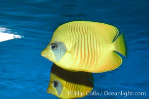 Image 07834, Golden butterflyfish., Chaetodon semilarvatus, Phillip Colla, all rights reserved worldwide. Keywords: animal, bluecheek butterflyfish, butterflyfish, chaetodon semilarvatus, color and pattern, fish, fish anatomy, golden butterflyfish, indo-pacific, marine fish, mask or hidden eye, masked butterfly, masked butterflyfish, stripe, underwater.