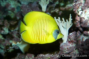 Masked butterflyfish, Chaetodon semilarvatus