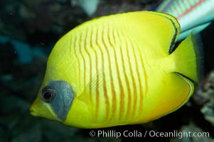 Masked butterflyfish, Chaetodon semilarvatus