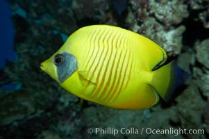 Masked butterflyfish, Chaetodon semilarvatus