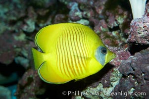 Masked butterflyfish, Chaetodon semilarvatus