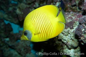 Masked butterflyfish, Chaetodon semilarvatus