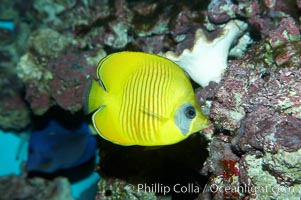 Masked butterflyfish, Chaetodon semilarvatus