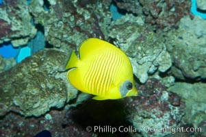 Masked butterflyfish, Chaetodon semilarvatus