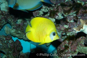 Masked butterflyfish, Chaetodon semilarvatus