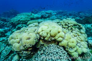 Massive round Porites lobata coral heads, Clipperton Island, Porites lobata