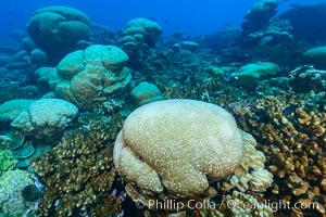 Massive round Porites lobata coral heads, Clipperton Island, Porites lobata