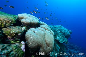 Massive round Porites lobata coral heads, Clipperton Island, Porites lobata