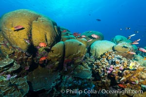 Massive round Porites lobata coral heads, Clipperton Island, Porites lobata