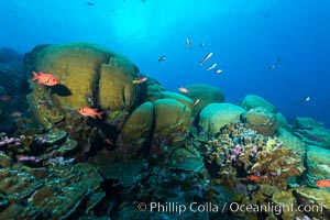 Massive round Porites lobata coral heads, Clipperton Island, Porites lobata