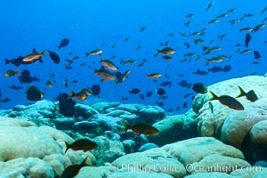 Massive round Porites lobata coral heads, Clipperton Island, Porites lobata