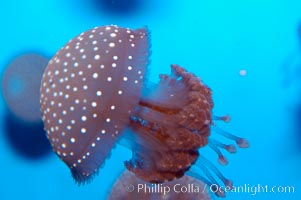 Mastigia sp. jellyfish, found in Micronesia, Mastigia