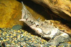 Matamata turtle.  The fringed flaps along the head and neck of this unusual turtle look like weeds or algae and help the animal to stay camoflaged until prey swims by, Chelus fimbriata