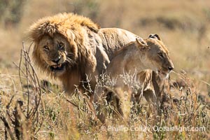 Mating pair of African lions, Masai Mara, Kenya, Panthera leo, Maasai Mara National Reserve