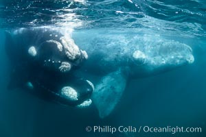 Mating pair of southern right whales underwater (on left), Eubalaena australis, Argentina