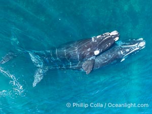 Mating pair of Southern Right Whales, aerial photo. In this photo, the male is grasping the female with one of his pectoral fins as a prelude to copulation. By permission of the Government of Argentina, Chubut, permit # 51 / 2025-SsCyA, Eubalaena australis, Puerto Piramides