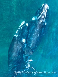 Mating pair of Southern Right Whales, aerial photo. In this photo, the male is grasping the female with one of his pectoral fins as a prelude to copulation. By permission of the Government of Argentina, Chubut, permit # 51 / 2025-SsCyA, Eubalaena australis, Puerto Piramides