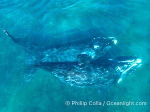Mating pair of Southern Right Whales, aerial photo. In this photo, the male is grasping the female with one of his pectoral fins as a prelude to copulation. By permission of the Government of Argentina, Chubut, permit # 51 / 2025-SsCyA, Eubalaena australis, Puerto Piramides