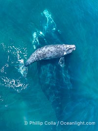 Mating pair of Southern Right Whales, aerial photo. The female's calf is seen at the surface above the adults; it has no choice but to stay near its mother even if she is involved in courtship or mating activities. By permission of the Government of Argentina, Chubut, permit # 51 / 2025-SsCyA, Eubalaena australis, Puerto Piramides