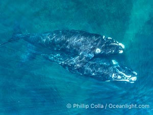 Mating pair of Southern Right Whales, aerial photo. In this photo, the male is grasping the female with one of his pectoral fins as a prelude to copulation. By permission of the Government of Argentina, Chubut, permit # 51 / 2025-SsCyA, Eubalaena australis, Puerto Piramides
