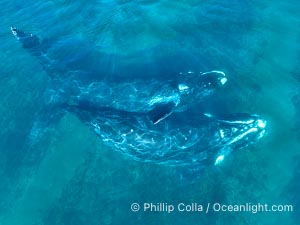 Mating pair of Southern Right Whales, aerial photo. In this photo, the male is grasping the female with one of his pectoral fins as a prelude to copulation. By permission of the Government of Argentina, Chubut, permit # 51 / 2025-SsCyA, Eubalaena australis, Puerto Piramides