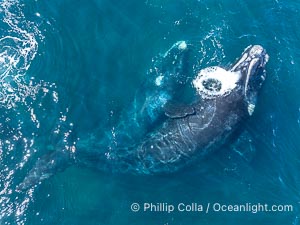 Mating pair of Southern Right Whales, aerial photo. In this photo, the male is grasping the female with one of his pectoral fins as a prelude to copulation. By permission of the Government of Argentina, Chubut, permit # 51 / 2025-SsCyA, Eubalaena australis, Puerto Piramides