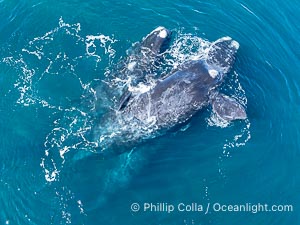 Mating Threesome of Southern Right Whales, aerial photo. One male is at left, the female at right on the surface, while the successful second male is below the female and upside and is successfully copulating with her. By permission of the Government of Argentina, Chubut, permit # 51 / 2025-SsCyA, Eubalaena australis, Puerto Piramides