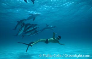 Atlantic spotted dolphin, Olympic swimmer Matt Biondi, Stenella frontalis